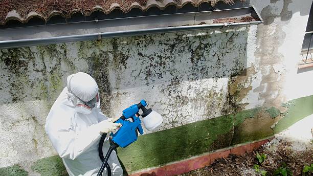 Mold Removal service in Niles